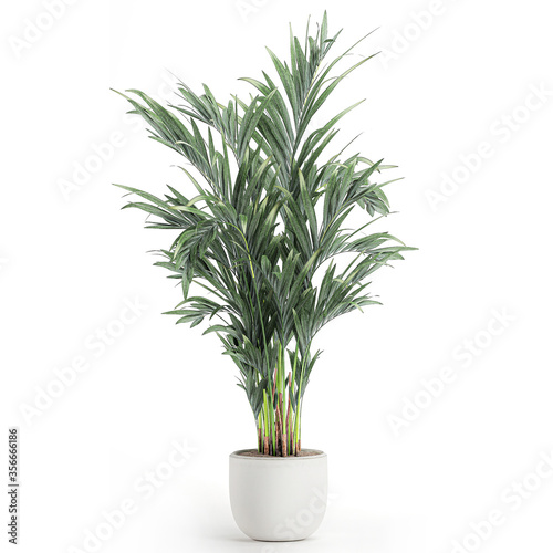  palm tree in a white pot isolated on white background