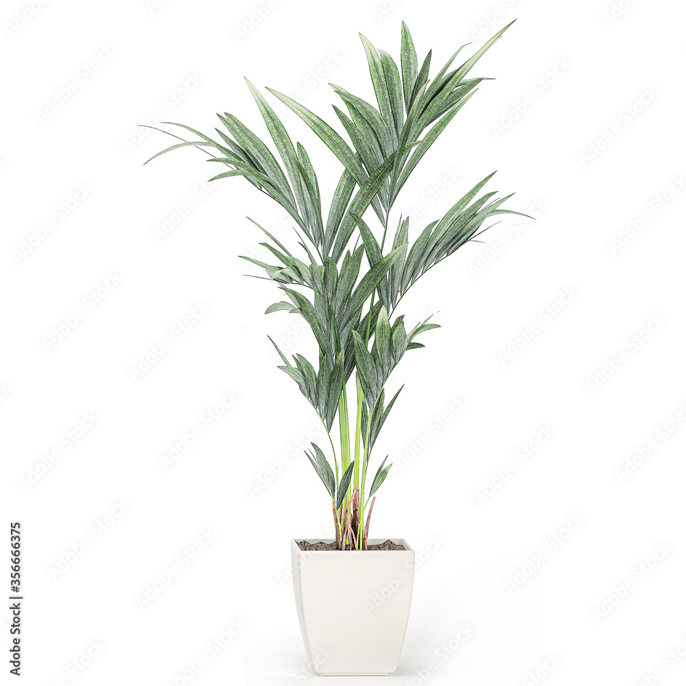 palm tree in a white pot isolated on white background palm tree in a white pot isolated on white background