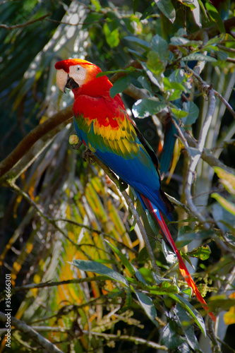 Parrot Sitting On A Tree Branch in Colombia, South America