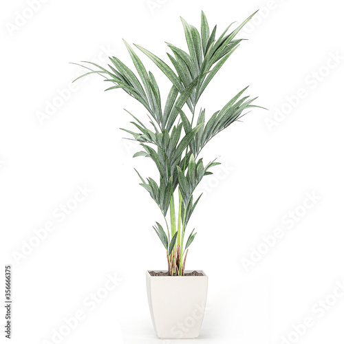 palm tree in a white pot isolated on white background