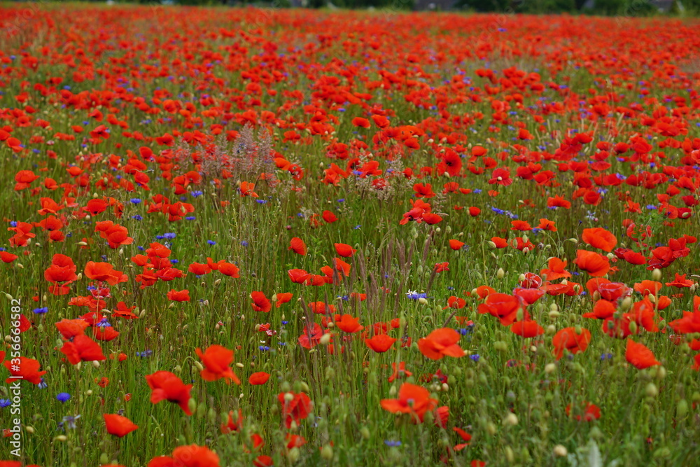 Red poppies fields