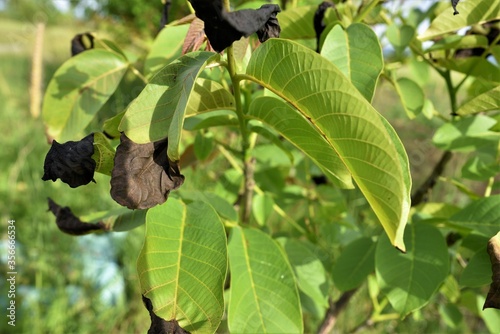 Walnut tree diseases, anthracnose photo