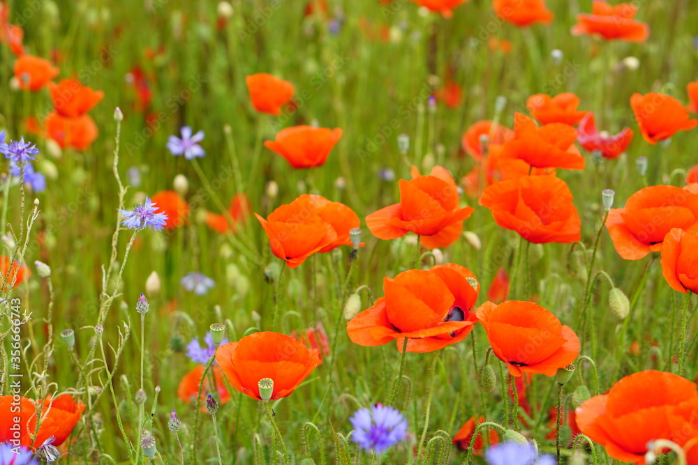 Red poppies fields