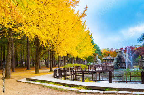 Photography Autumn in Nami Island, South Korea