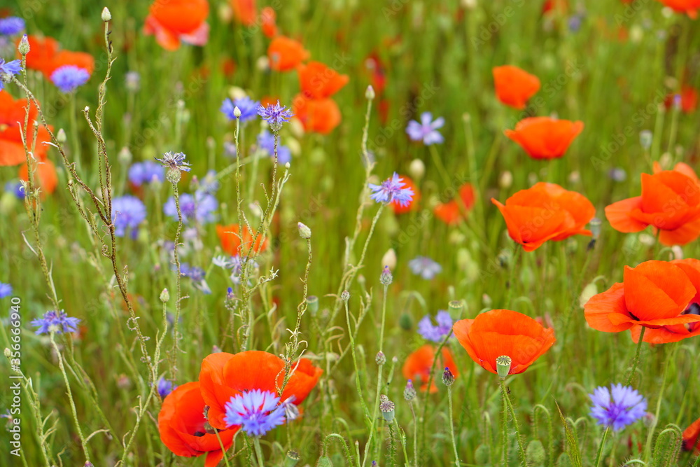 Obraz premium Red poppies fields