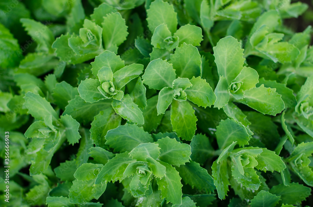 Spring ornamental cabbage in my garden
