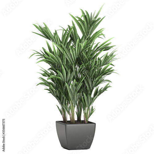 Palm tree in a black pot isolated on white background