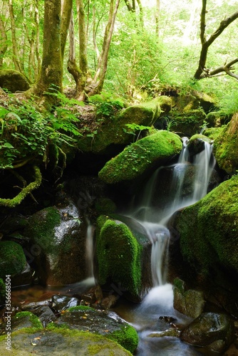 이끼와 폭포가 어울어진 숲속의 시원한 풍경,a cool view of the forest with moss and waterfalls.