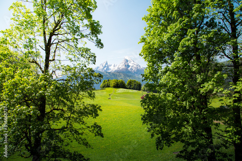 Obraz na płótnie Idyllic summer landscape in the Alps with cows grazing on green meadows w salonie