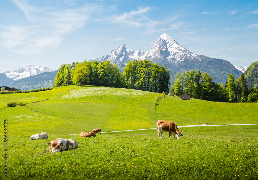 Idyllic summer landscape in the Alps with cows grazing on green pastures
