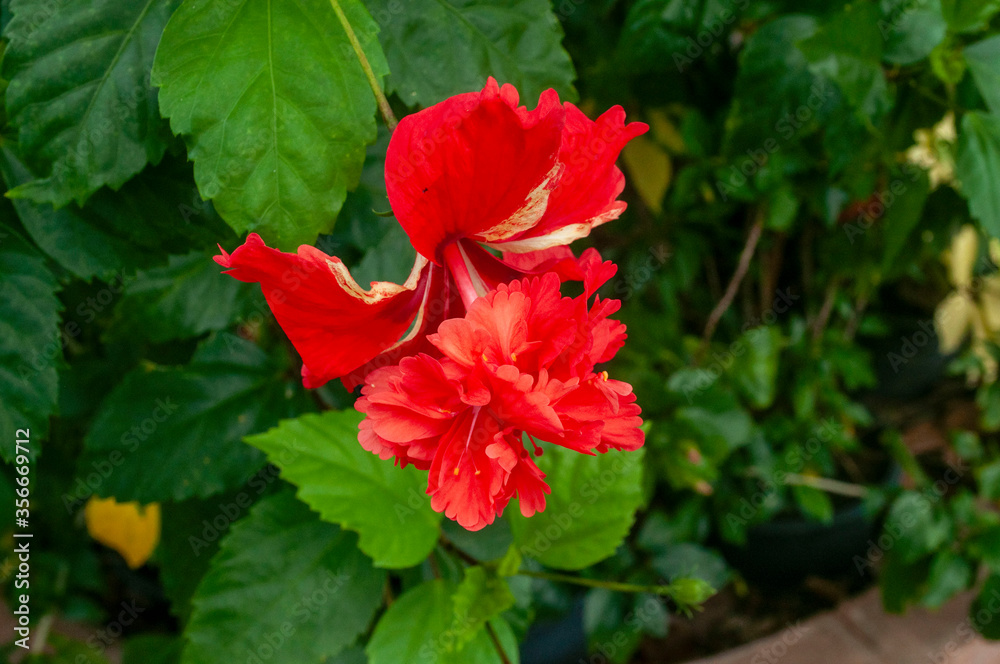 Beautiful red hibiscus rosa sinensis. Red flowers that dance like dance