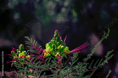 flower of the species caesalpinia gilliesii blue green and violet color in a garden photo