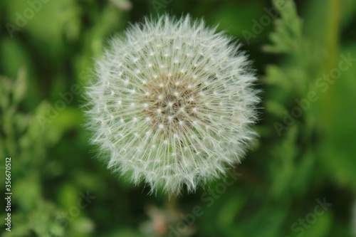 dandelion on green background