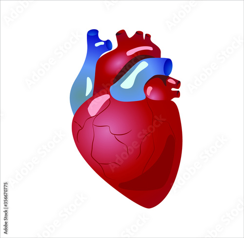Human heart anatomy. Organs symbol. Vector illustration in cartoon style isolated on white background