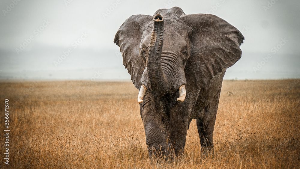 Obraz premium African Elephant