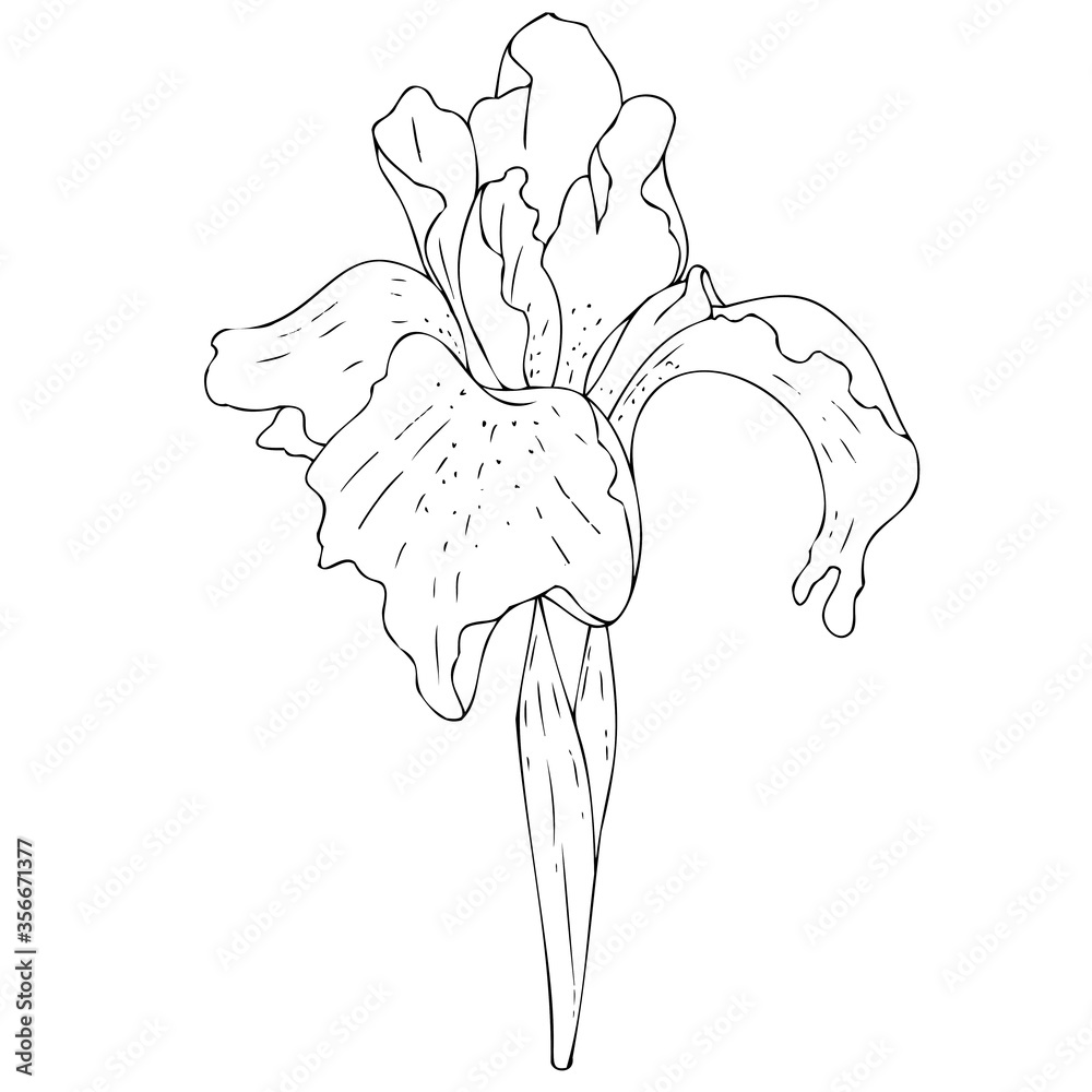 Fototapeta premium vector black and white botanical element, wildflowers and garden flowers - irises, coloring book
