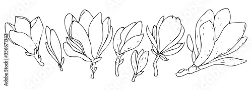 vector set black and white botanical element, wildflowers and garden flowers - magnolia, coloring book