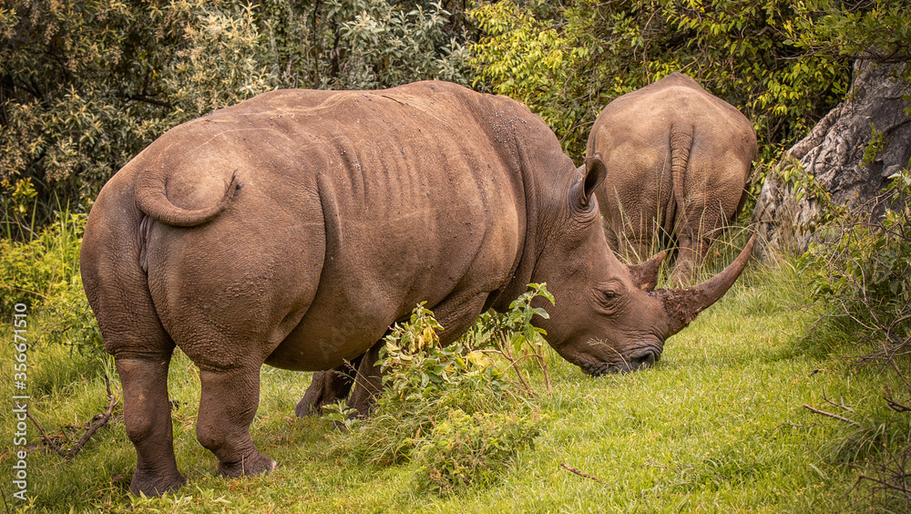 Fototapeta premium Rhino