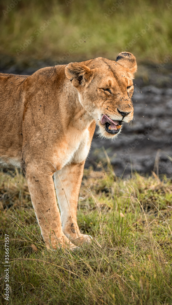 Obraz premium Lioness