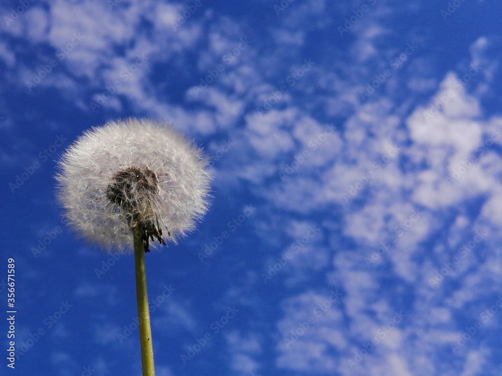 Dandelion against the blue sky. Dandelion against the blue sky.