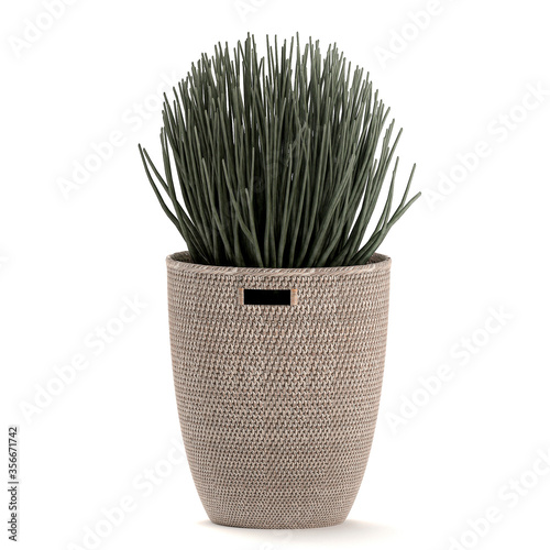Sansevieria cylindrica in a basket isolated on white background