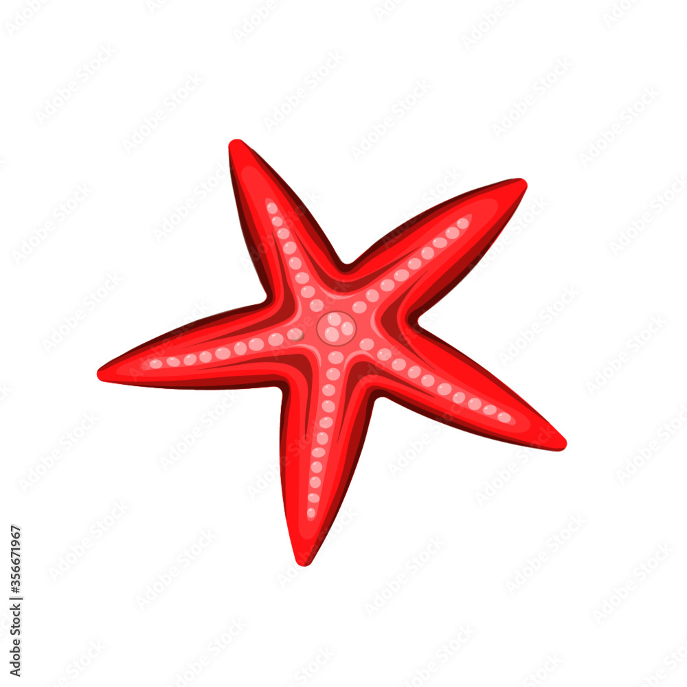 starfish isolated on white starfish isolated on white