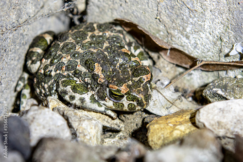 Spotted rain frog close-up on the rocks in the yard