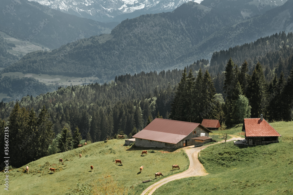 Domestic dairy cows grazing on a clean mountain meadow on the swiss Alps with farm houses