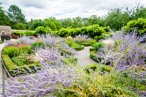 London, United Kingdom - 22 August 2017: lavender flowers, Beautiful flowers blooming, Fulham Palace