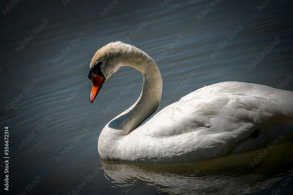 Fototapeta premium Nahaufnahme von einem Schwan