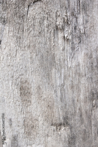 the bark of a tree painted white. chalk whitewash on wood. white tree. wood white texture