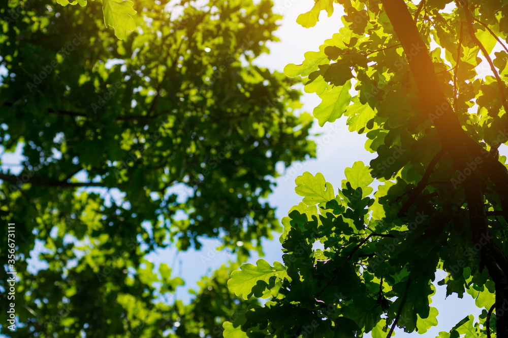 Photo of oak leaves against the sky. bottom view Photo of oak leaves against the sky. bottom view
