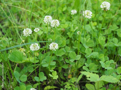 White clover flowers field in summer, shallow depth of field