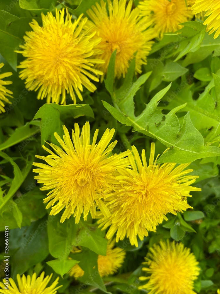 Fototapeta premium dandelions in the grass