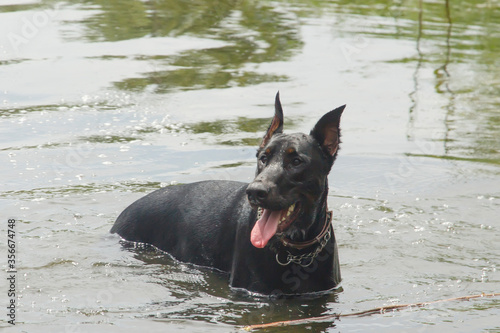 dog Doberman breed bathes in a summer lake © Andrei
