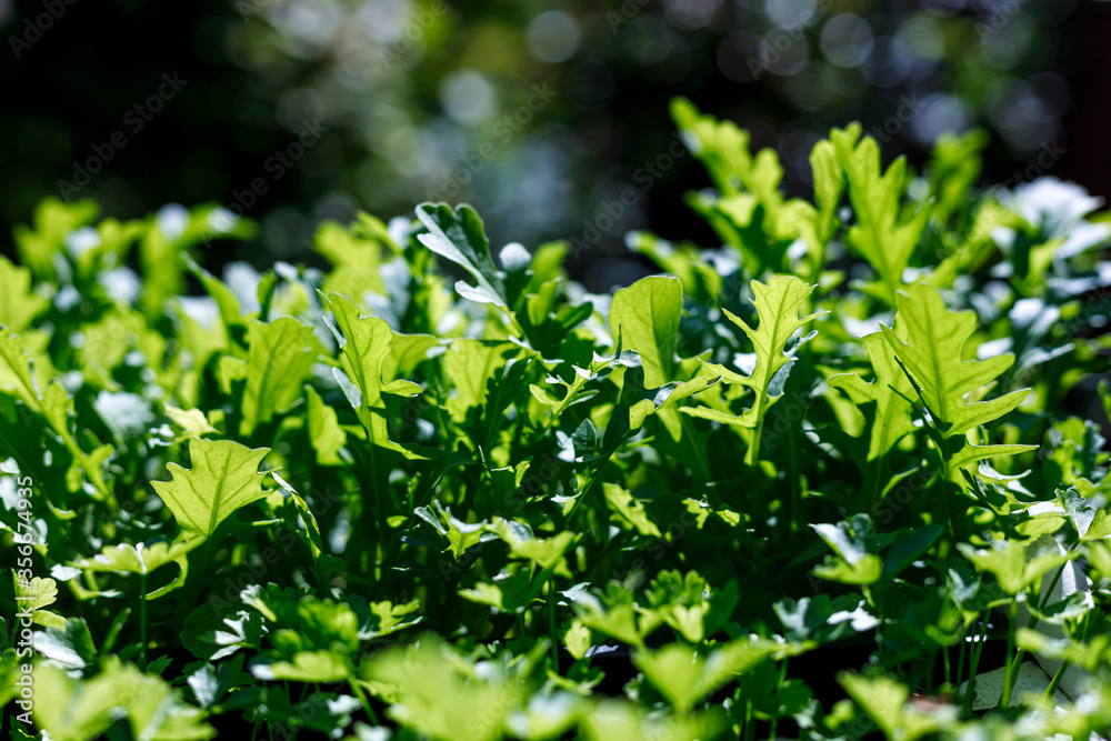 Fresh organic arugula growing in pots in an outdoor home garden. Organic farming, salad ingredients Fresh organic arugula growing in pots in an outdoor home garden. Organic farming, salad ingredients