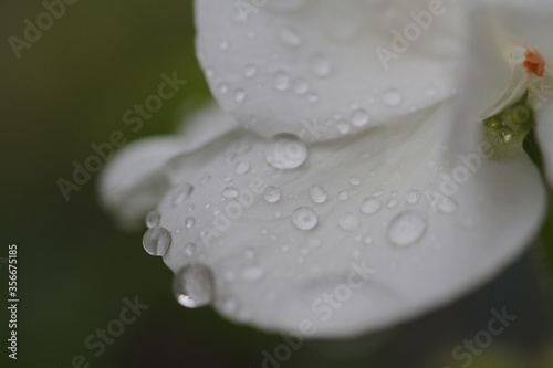 Close-up of white geranium petals covered with raindrops