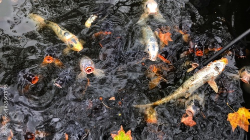 Koi's in a pond © Ori