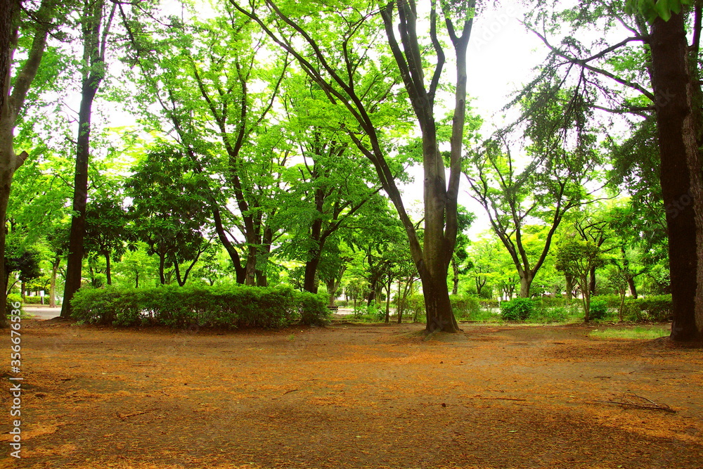 Fototapeta premium ヒマラヤ杉の枯れ葉散る初夏の公園風景