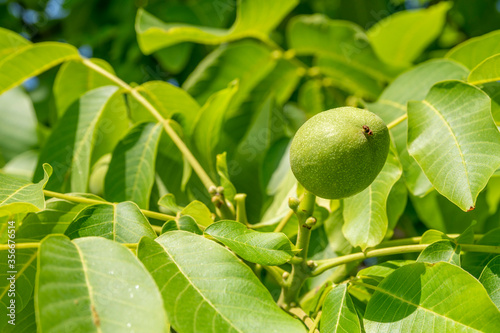 A single green raw walnut hanging on a tree branch. Detail on outer shell structure. Day light on many leaves and green natural background with copy space