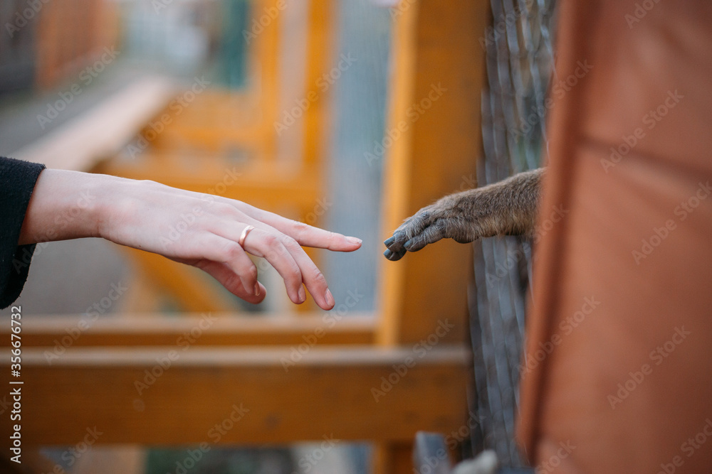 a monkey touches a man through a cage in a zoo. man together with a monkey