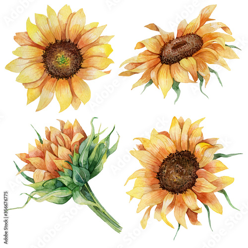 Hand drawn watercolor set of realistic botanical sunflowers and leaves