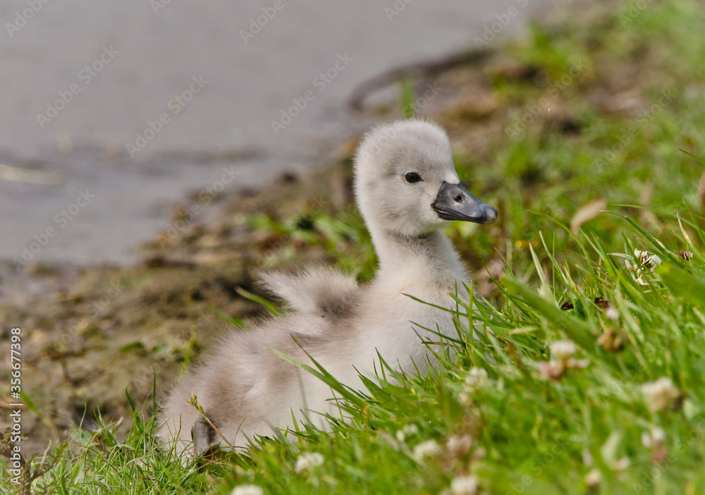 A very small and fluffy little swan, just squabbled, newborn, rests and gaggles at the banks of a lake. Very cute and awesome. A very small and fluffy little swan, just squabbled, newborn, rests and gaggles at the banks of a lake. Very cute and awesome.