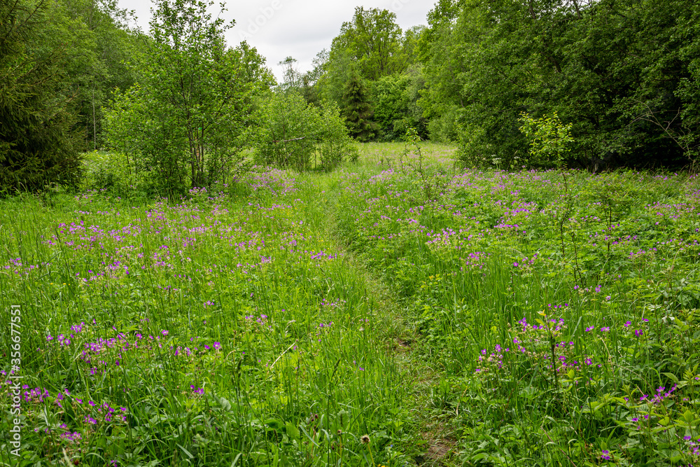Lush green summer path with wildflowers and bushes in June in Nature path near Imula river in Latvia Lush green summer path with wildflowers and bushes in June in Nature path near Imula river in Latvia