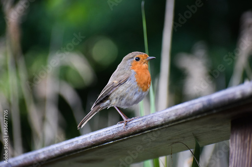 Robin Red Breast on a Bridge photo