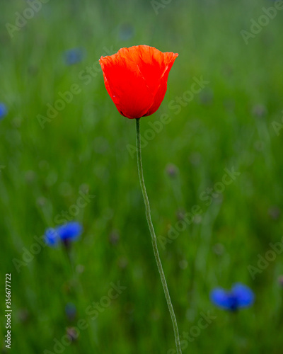 Wild red poppy flower in meadow in summer, a close up with some cornflowers and grass  in background in summer in Latvia