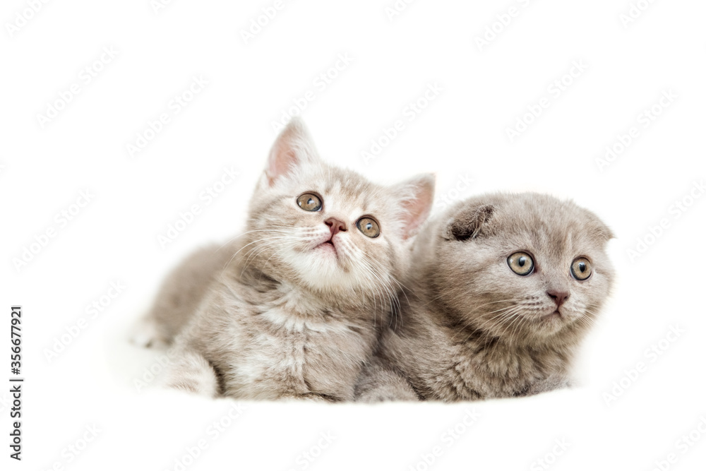 Funny cute kittens on the white background with light. Scottish fold cat. Isolated on white. Copy space
