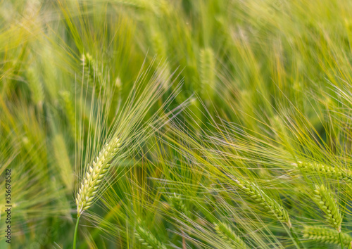 Green Ears of Barley