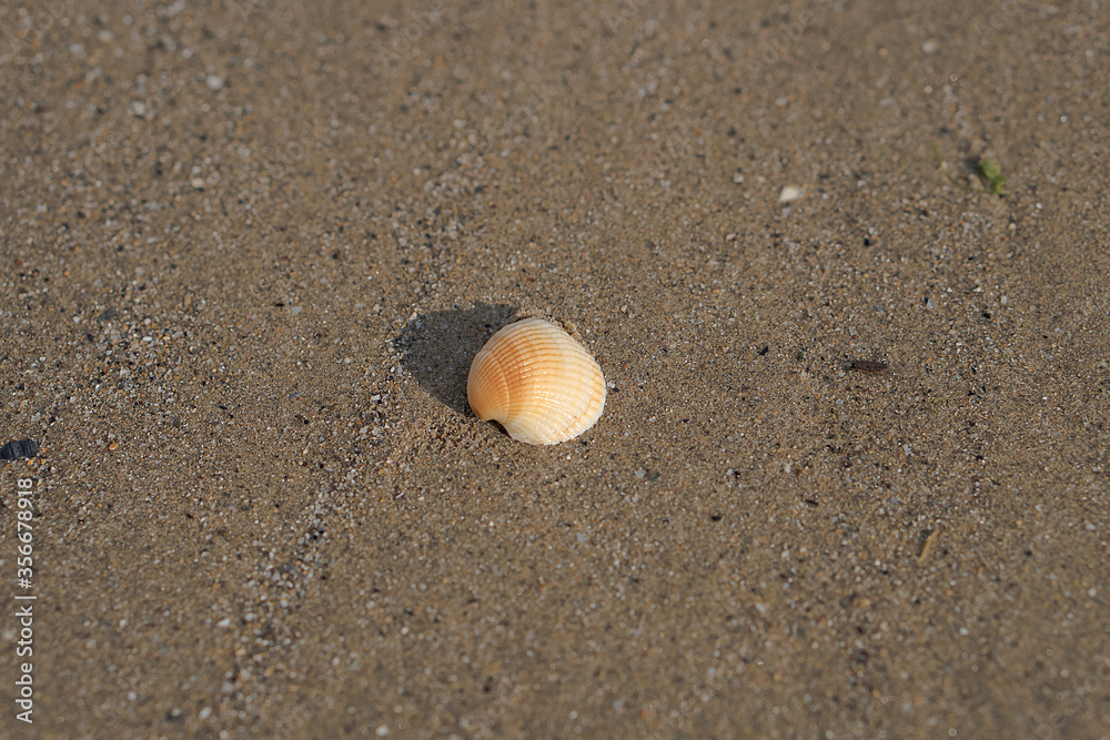 The shell lies on the sand The shell lies on the sand