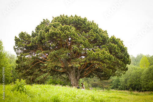 a huge ancient pine tree in the heartland of Russia